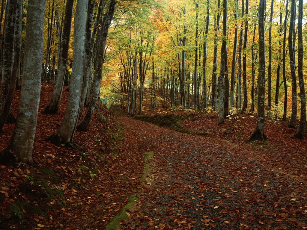 naturalscenery1.jpg